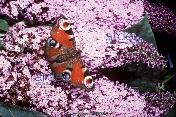 : PEACOCK BUTTERFLY - on Buddleia : PEACOCK BUTTERFLY - on Buddleia