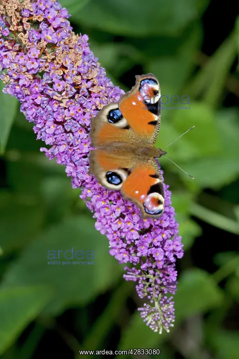 : Peacock Butterfly on Buddleia Bush (Buddleia davidii) : Peacock Butterfly on Buddleia Bush (Buddleia davidii)