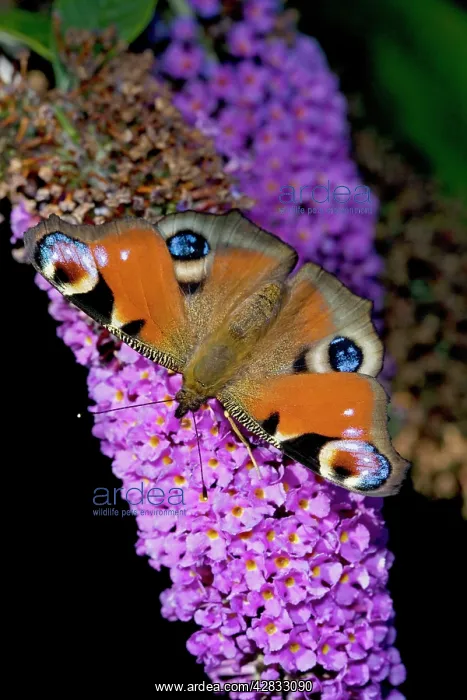 : Peacock Butterfly - on Buddleia Bush (Buddleia davidii) : Peacock Butterfly - on Buddleia Bush (Buddleia davidii)