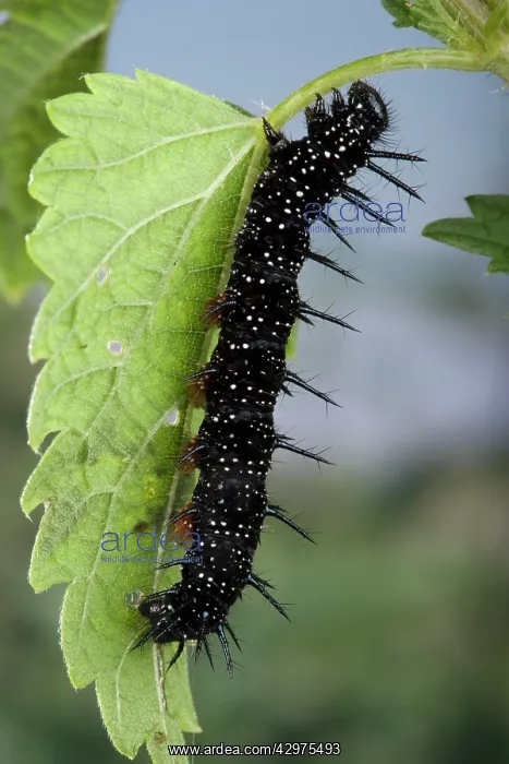 : Peacock Butterfly - Caterpillar on nettle leaf : Peacock Butterfly - Caterpillar on nettle leaf