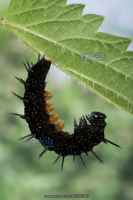: Peacock Butterfly - Caterpillar ready to transform : Peacock Butterfly - Caterpillar ready to transform