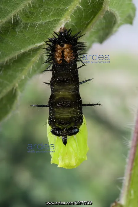 : Peacock Butterfly - Caterpillar ready to transform : Peacock Butterfly - Caterpillar ready to transform