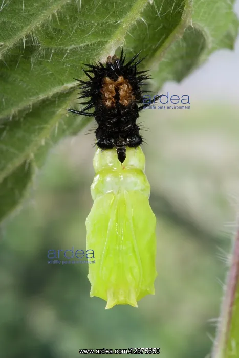: Peacock Butterfly - Caterpillar ready to transform : Peacock Butterfly - Caterpillar ready to transform