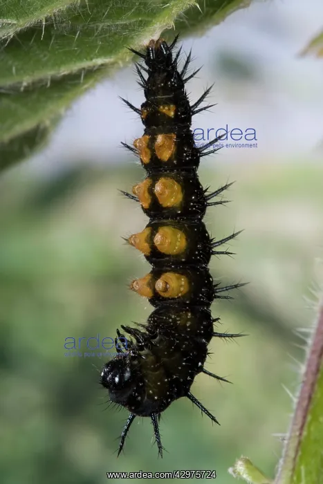: Peacock Butterfly - Caterpillar ready to transform : Peacock Butterfly - Caterpillar ready to transform
