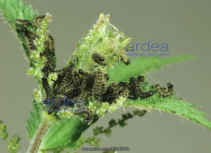 : Peacock butterfly caterpillars : Peacock butterfly caterpillars