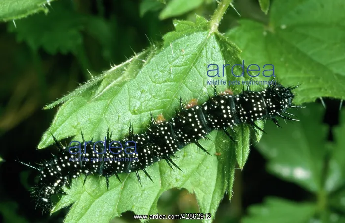  : Peacock Butterfly - Caterpillars on food plant, nettle