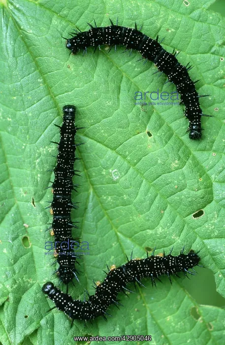 : Peacock BUTTERFLY - Caterpillars on food plant, nettle : Peacock BUTTERFLY - Caterpillars on food plant, nettle