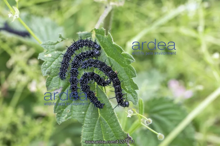 : Peacock Butterfly Caterpillars - UK : Peacock Butterfly Caterpillars - UK