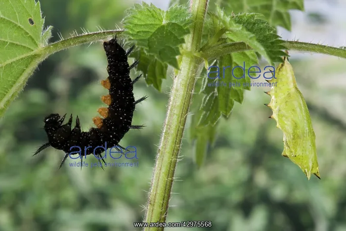 : Peacock Butterfly - Chrysalid and a caterpillar : Peacock Butterfly - Chrysalid and a caterpillar