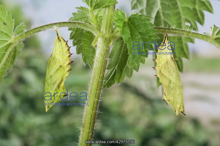 : Peacock Butterfly - two chrysalids under an nettle : Peacock Butterfly - two chrysalids under an nettle