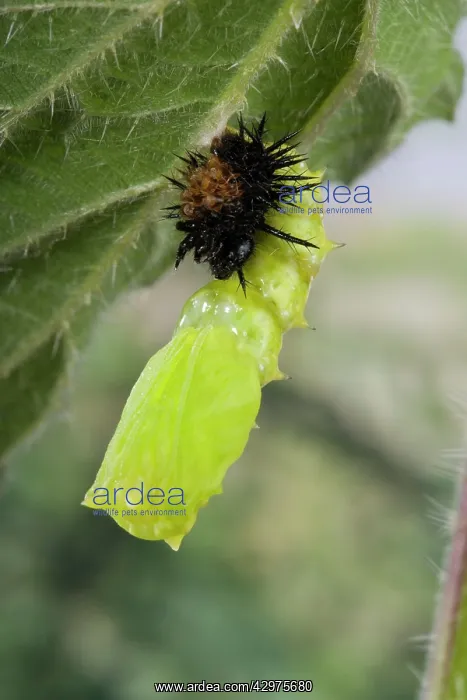 : Peacock Butterfly - the chrysalis throws away the : Peacock Butterfly - the chrysalis throws away the