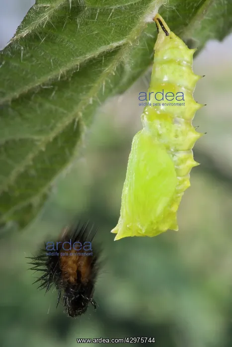 : Peacock Butterfly - the chrysalis throws away the : Peacock Butterfly - the chrysalis throws away the