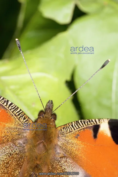 : Peacock butterfly - close up of antennae : Peacock butterfly - close up of antennae