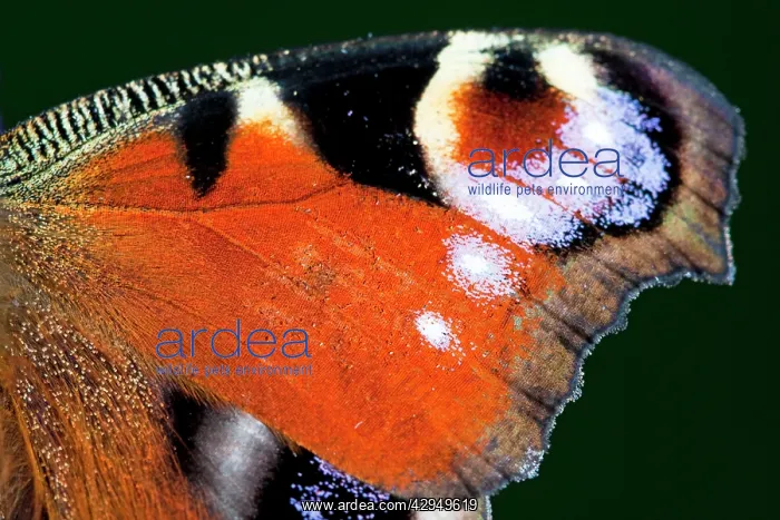 : Peacock Butterfly - Close up of wing : Peacock Butterfly - Close up of wing
