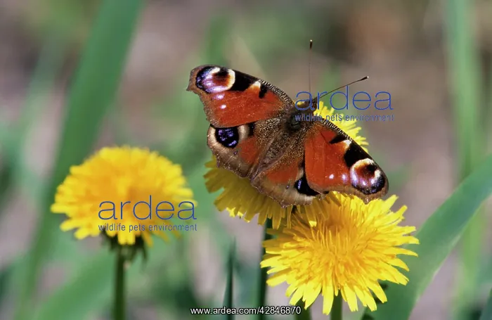 : Peacock Butterfly - on Dandelion : Peacock Butterfly - on Dandelion