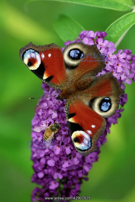 : Peacock Butterfly - feeding on Buddleia plant blossom : Peacock Butterfly - feeding on Buddleia plant blossom