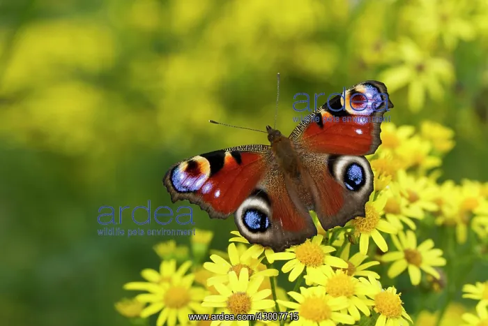 : Peacock Butterfly feeding on Ragwort flower August : Peacock Butterfly feeding on Ragwort flower August