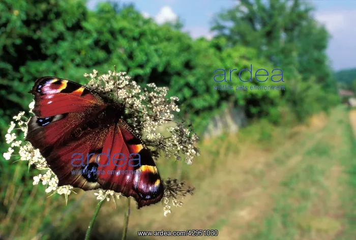 : Peacock Butterfly - on a flower : Peacock Butterfly - on a flower