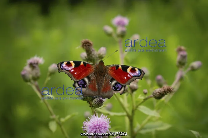 : A peacock butterfly (Inachis io) sitting on a pink flower in a green forest
