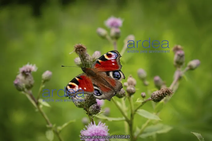 : A peacock butterfly (Inachis io) sitting on a pink flower in a green forest : A peacock butterfly (Inachis io) sitting on a pink flower in a green forest