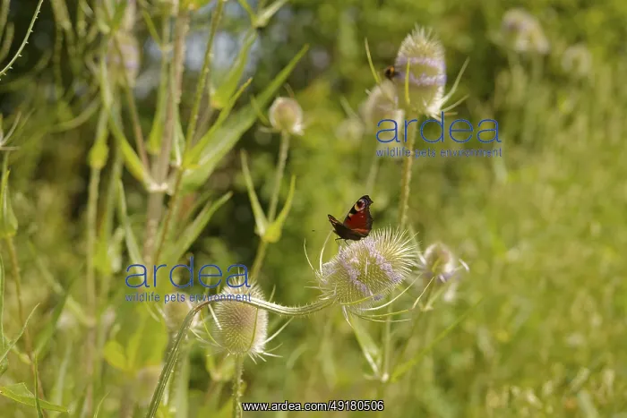 : Peacock butterfly (Inachis io) on Wild teasel (Dipsacus fullonum) : Peacock butterfly (Inachis io) on Wild teasel (Dipsacus fullonum)