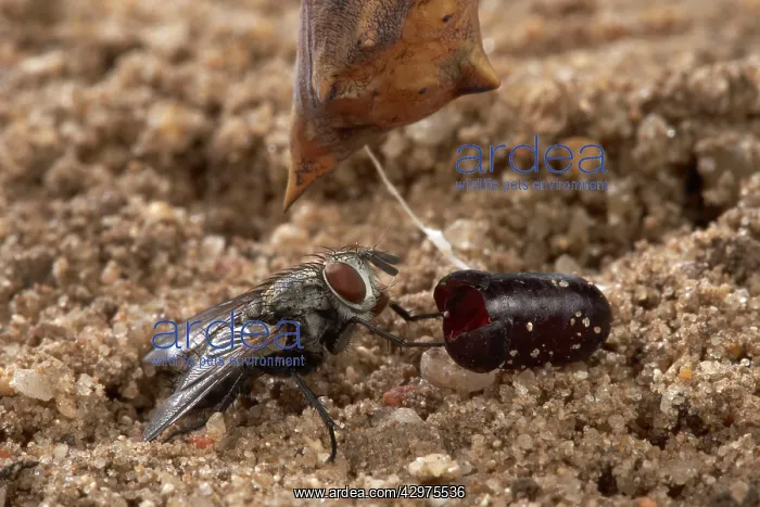 : Peacock Butterfly - a parasitic fly and its pupae : Peacock Butterfly - a parasitic fly and its pupae