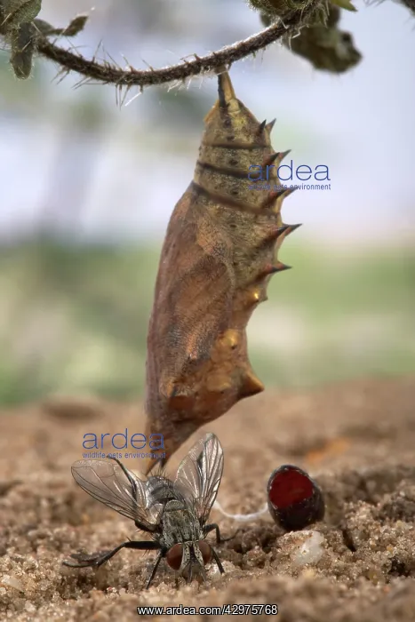  : Peacock Butterfly - a parasitic fly and its pupae