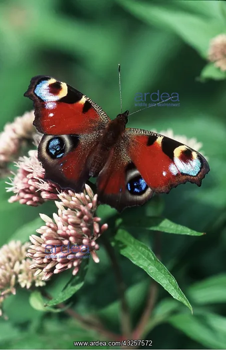 : Peacock BUTTERFLY - on plant : Peacock BUTTERFLY - on plant
