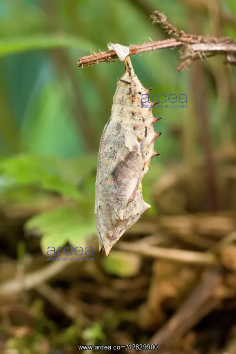 : Peacock Butterfly pupa : Peacock Butterfly pupa