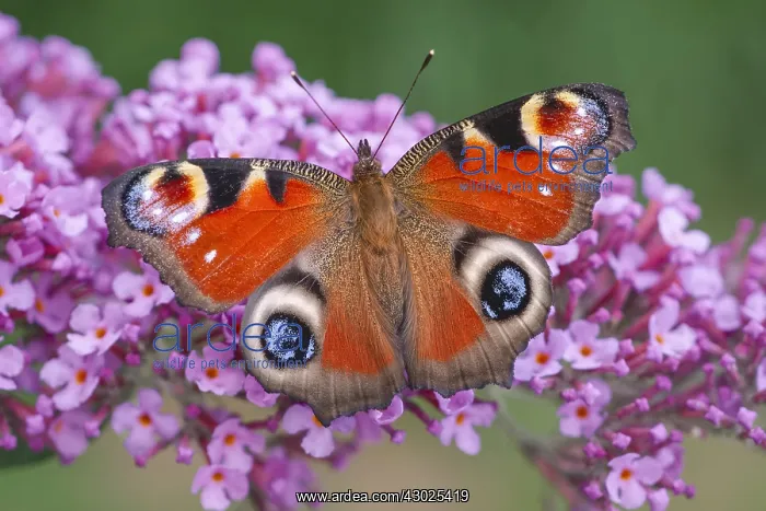 : Peacock Butterfly resting on buddleia flowers, Norfolk : Peacock Butterfly resting on buddleia flowers, Norfolk