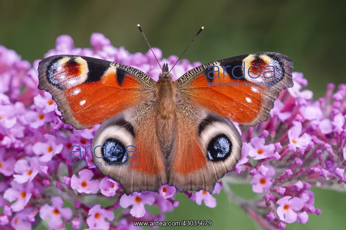: Peacock Butterfly resting on buddleia flowers, Norfolk : Peacock Butterfly resting on buddleia flowers, Norfolk