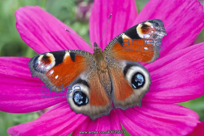 : Peacock Butterfly resting on cosmos flower, Norfolk UK : Peacock Butterfly resting on cosmos flower, Norfolk UK