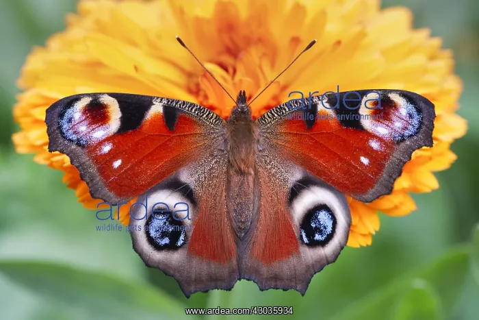 : Peacock Butterfly resting on marigold flower, Norfolk UK : Peacock Butterfly resting on marigold flower, Norfolk UK