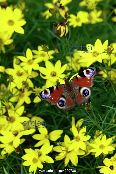 : Peacock Butterfly - resting in the sun, in garden : Peacock Butterfly - resting in the sun, in garden