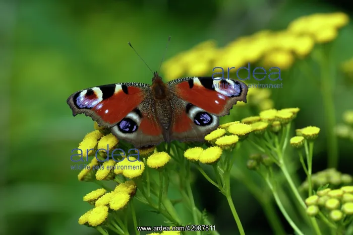 : Peacock Butterfly - resting in the sun, in garden : Peacock Butterfly - resting in the sun, in garden