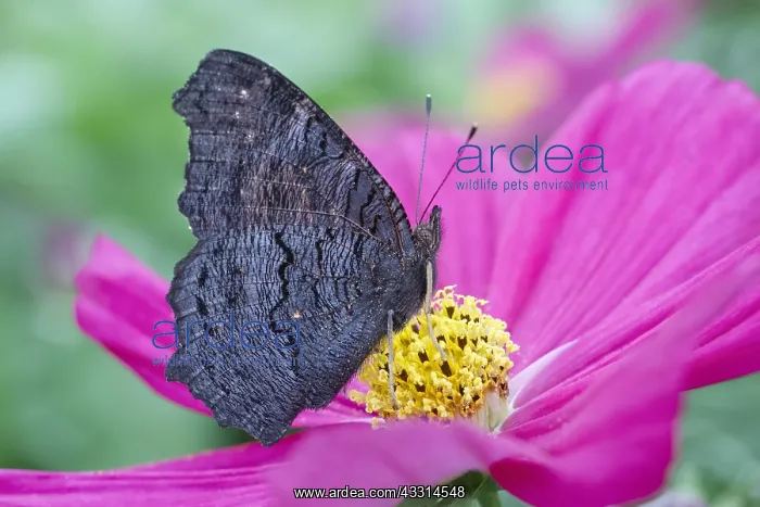 : Peacock Butterfly resting with wings closed on cosmos fl : Peacock Butterfly resting with wings closed on cosmos fl