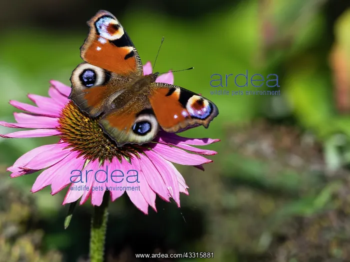 : Peacock butterfly - sitting on coneflower, (Echinacea : Peacock butterfly - sitting on coneflower, (Echinacea