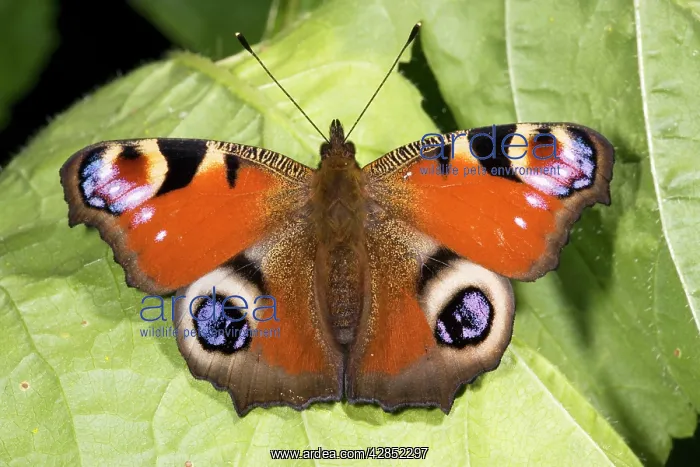 : Peacock butterfly - sunbathing : Peacock butterfly - sunbathing