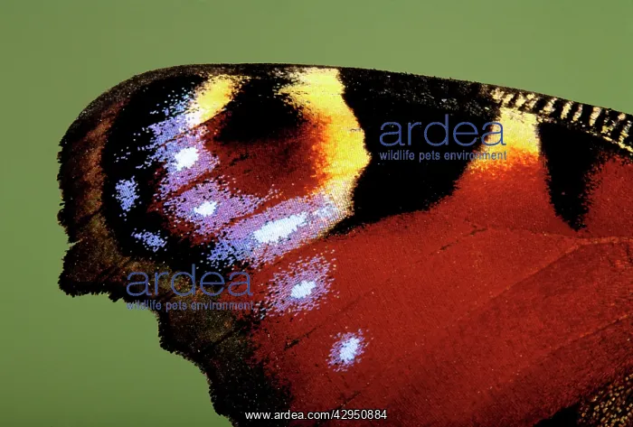 : Peacock Butterfly - detail of the wing : Peacock Butterfly - detail of the wing