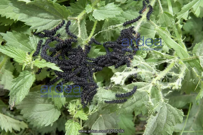 : Peacock Butterfly - Young caterpillars on nettle : Peacock Butterfly - Young caterpillars on nettle