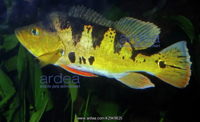 : Peacock Cichlid : Peacock Cichlid