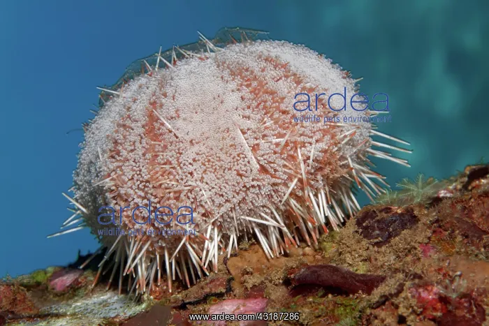 : Peacock Collector Urchin (Tripneustes gratilla) : Peacock Collector Urchin (Tripneustes gratilla)