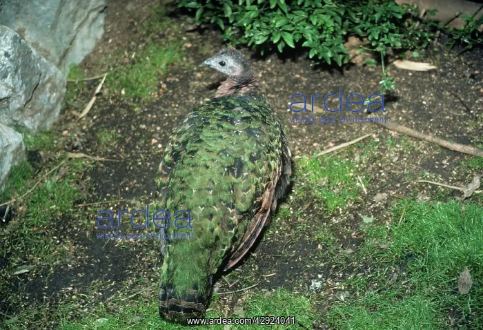 : Peacock - Congo Peafowl - female : Peacock - Congo Peafowl - female