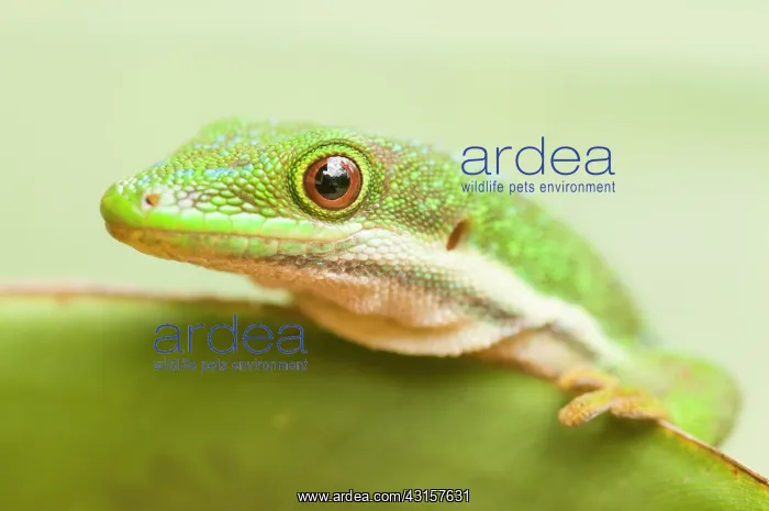 : Peacock Day Gecko : Peacock Day Gecko