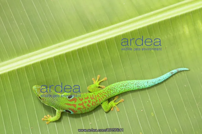 : Peacock Day Gecko : Peacock Day Gecko
