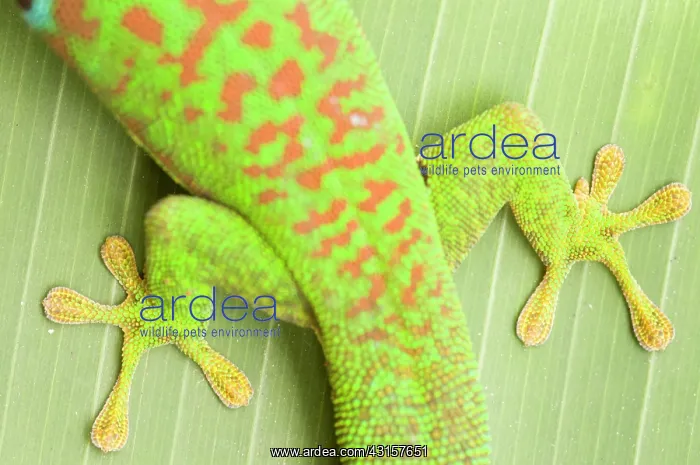 : Peacock Day Gecko : Peacock Day Gecko