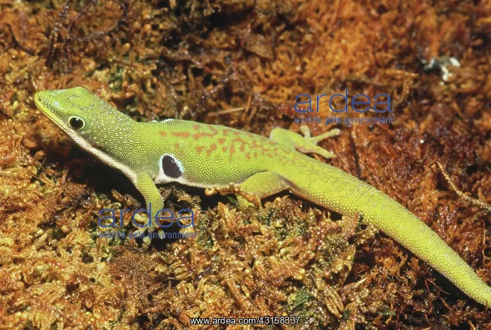 : Peacock Day Gecko : Peacock Day Gecko