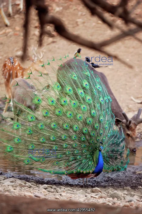 : Peacock - Displaying : Peacock - Displaying