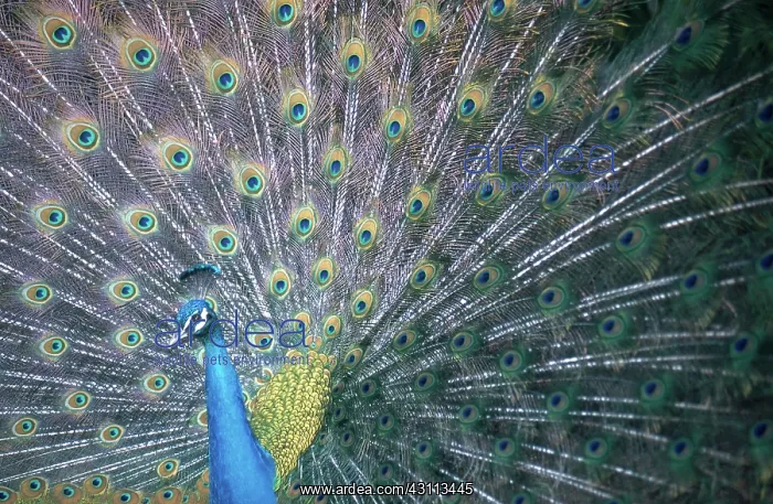 : Peacock Displaying : Peacock Displaying