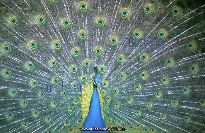 : Peacock Displaying : Peacock Displaying